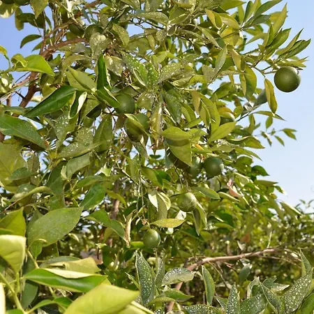 Вилла Corte Del Sole Мандурия